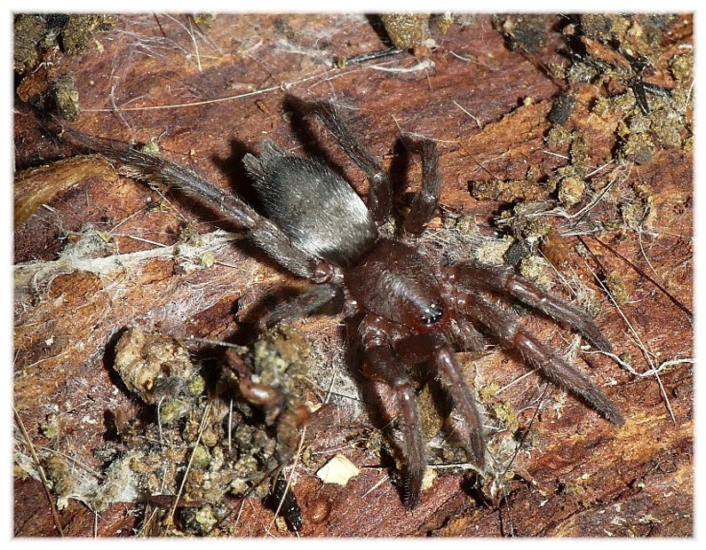 Ragni vari(Gnaphosidae, Lycosidae, Theridiidae, Thomisidae.)